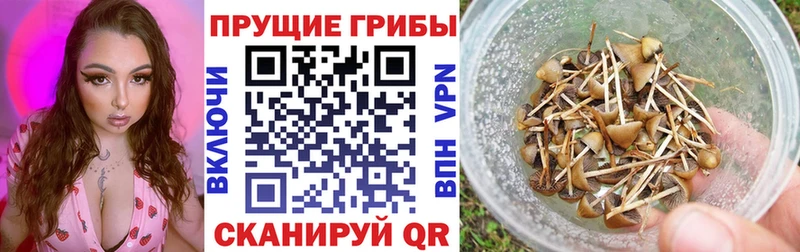 Галлюциногенные грибы Cubensis где продают наркотики Копейск